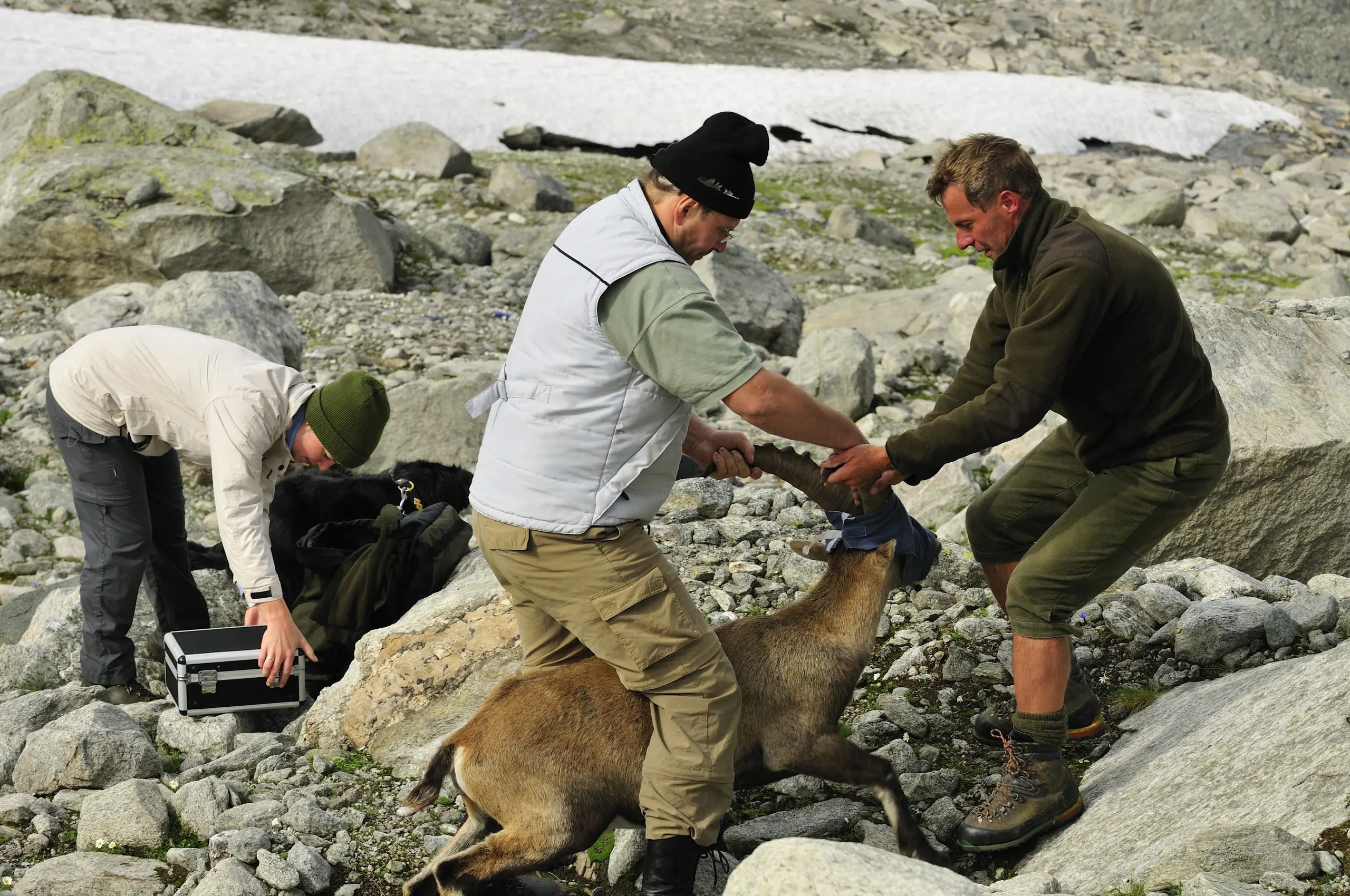 /service/gallery/Seinbock 2. tag_017.jpg